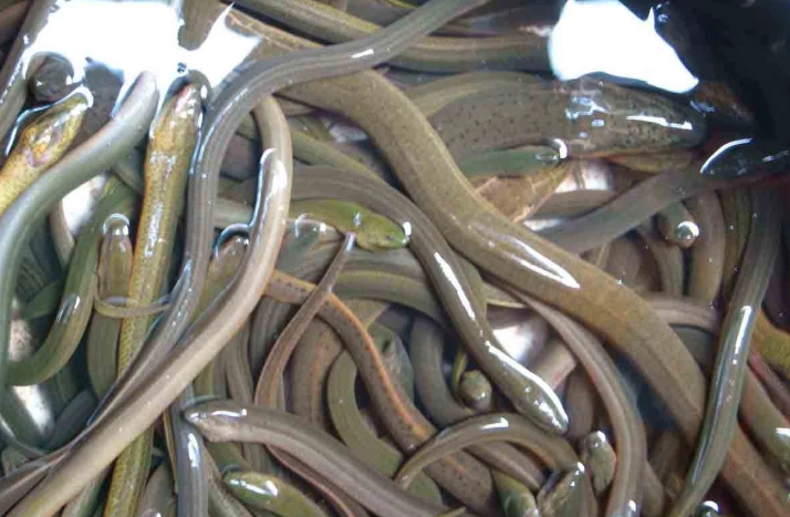 鱔魚養殖成本