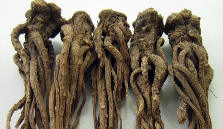 男性吃當歸好處