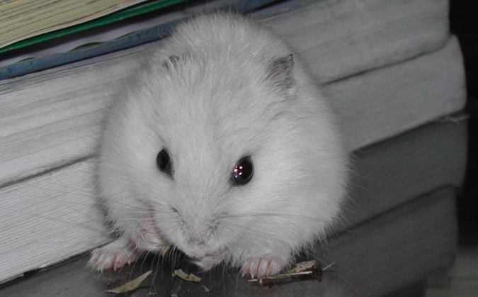 銀狐鼠尺寸 銀狐鼠尺寸