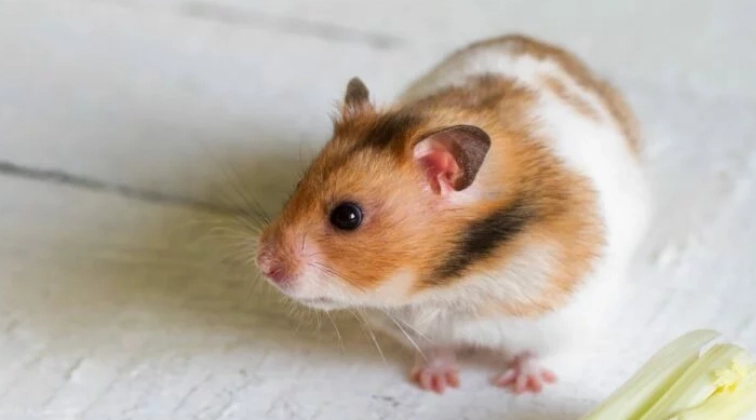 羅伯羅夫斯基倉鼠 飼養 羅伯羅夫斯基倉鼠 飼養