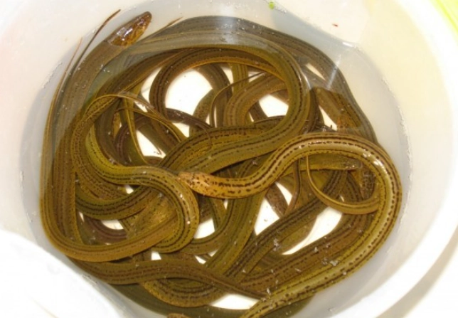 鱔魚養殖方法
