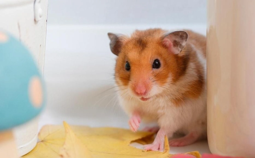 小毛足鼠飼養 小毛足鼠飼養