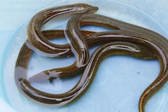 鱔魚養殖方法