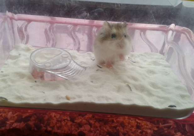 羅伯羅夫斯基倉鼠 飼養 羅伯羅夫斯基倉鼠 飼養