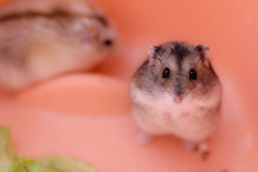 羅伯羅夫斯基倉鼠 價格 羅伯羅夫斯基倉鼠 價格