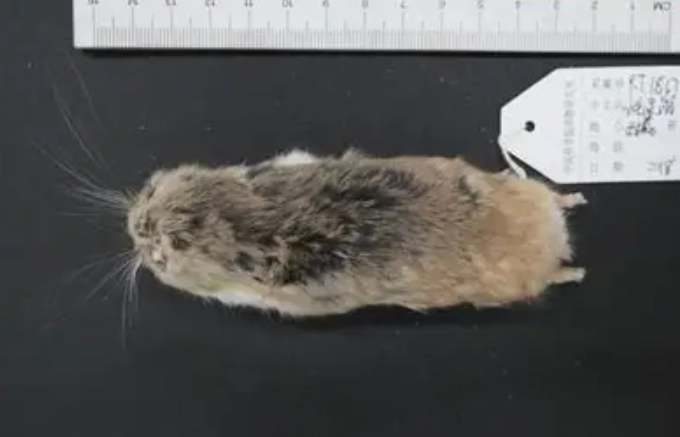 小毛足鼠飼養 小毛足鼠飼養