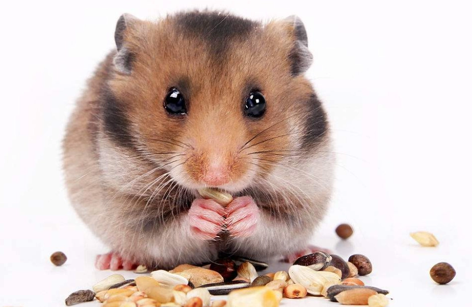 羅伯羅夫斯基倉鼠 壽命 羅伯羅夫斯基倉鼠 壽命