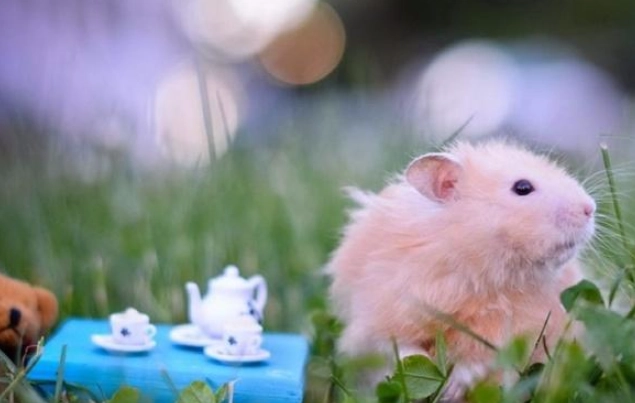 羅伯羅夫斯基倉鼠 壽命 羅伯羅夫斯基倉鼠 壽命