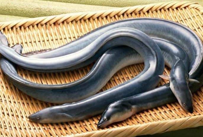 吃鱔魚的壞處
