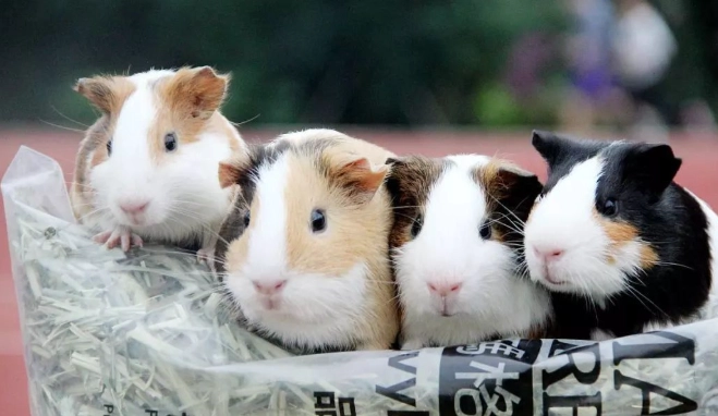 銀狐鼠尺寸 銀狐鼠尺寸