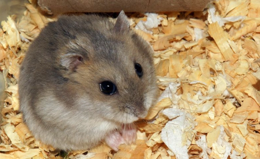 寵物鼠壽命 寵物鼠壽命