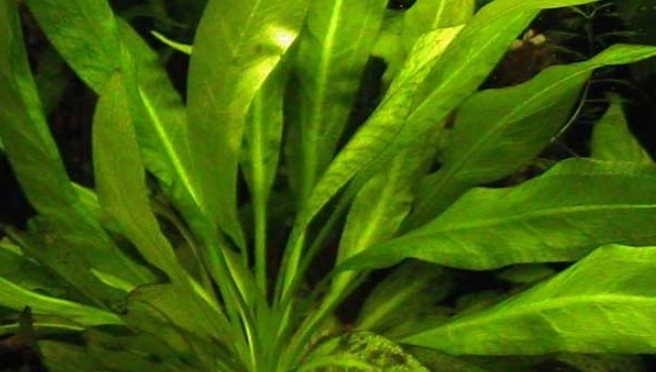 苦草可以每天吃吗
