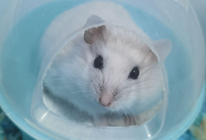 銀狐鼠體型 銀狐鼠體型