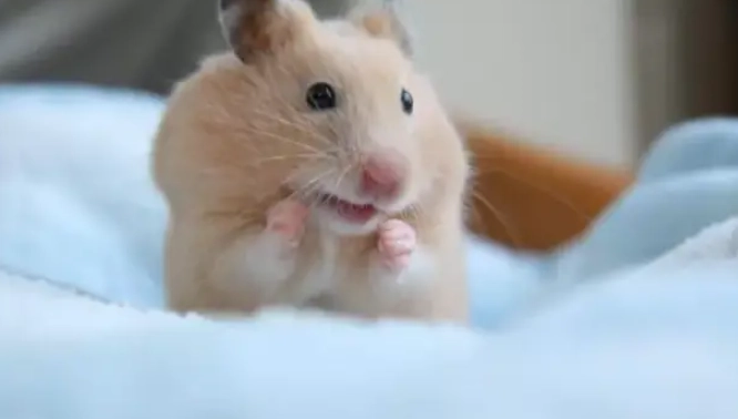 羅伯羅夫斯基倉鼠 價格 羅伯羅夫斯基倉鼠 價格