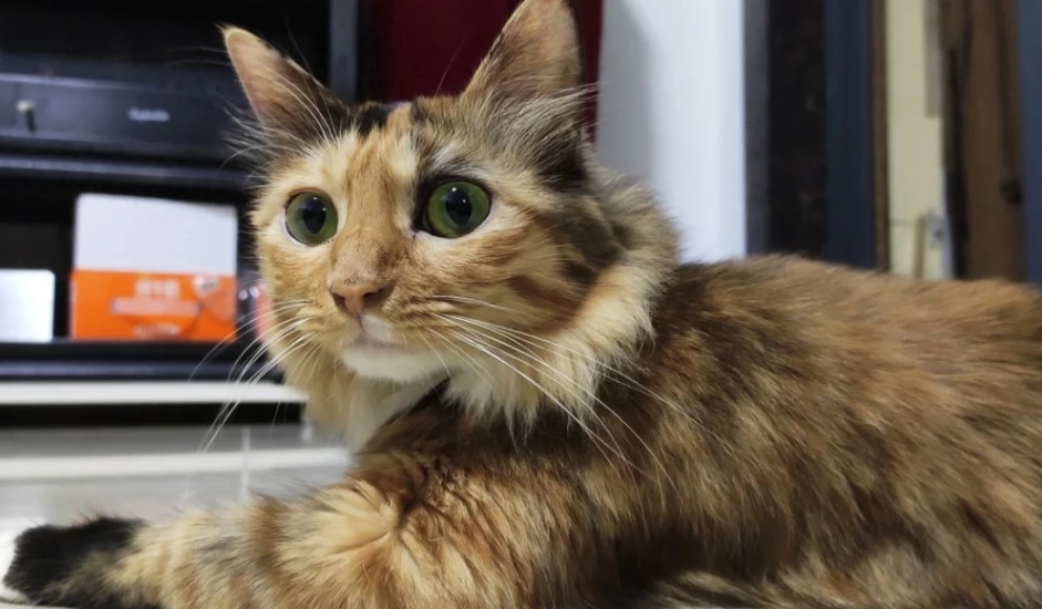 玳瑁貓品種 玳瑁貓品種