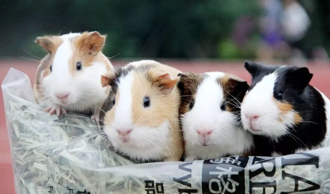 銀狐鼠照顧 銀狐鼠照顧