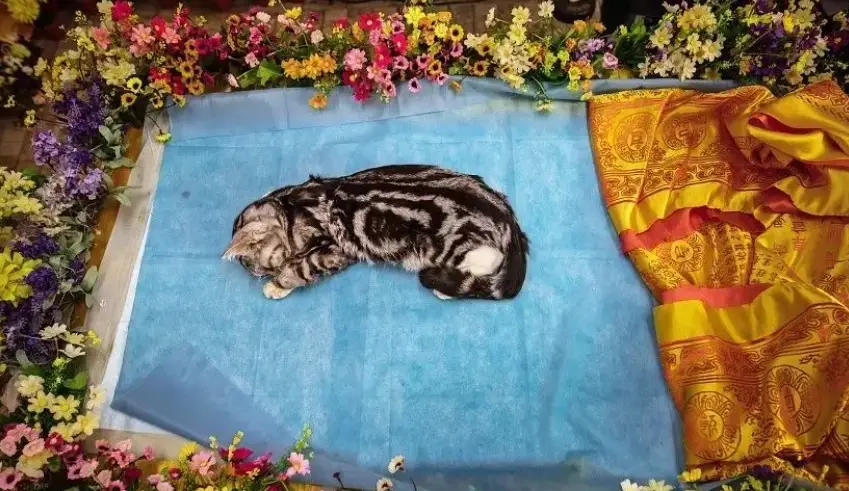 台中寵物禮儀師培訓 台中寵物禮儀師培訓