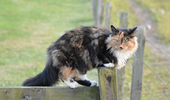 長毛玳瑁貓性格 長毛玳瑁貓性格