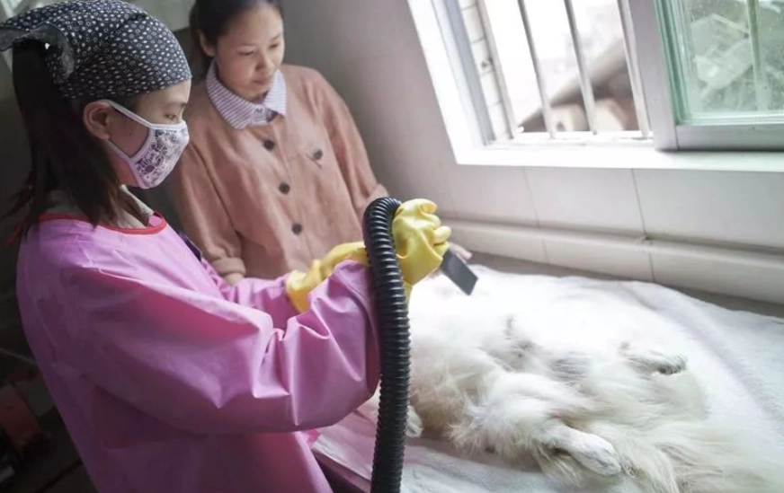 寵物禮儀師證照