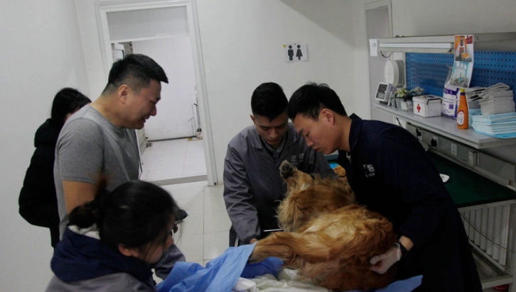 寵物禮儀師資格