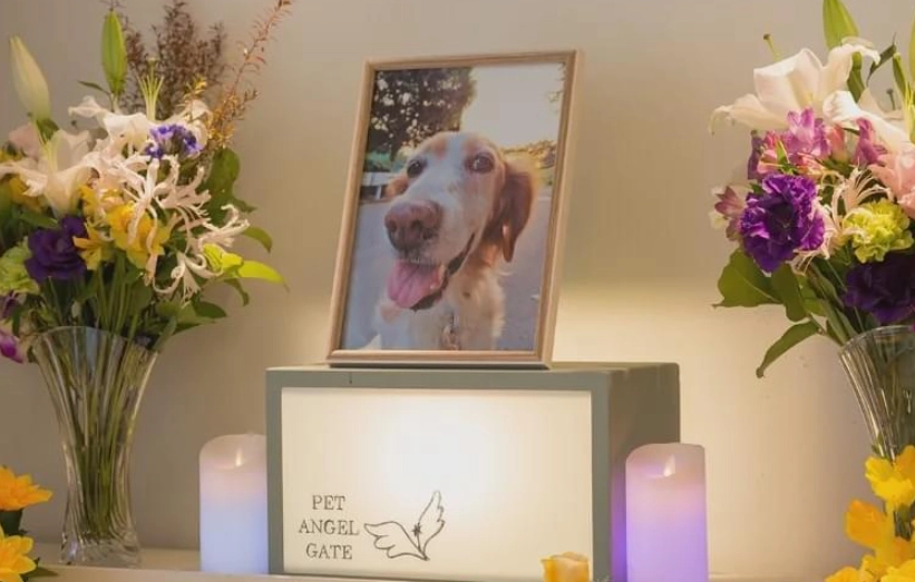 台中寵物禮儀師培訓 台中寵物禮儀師培訓