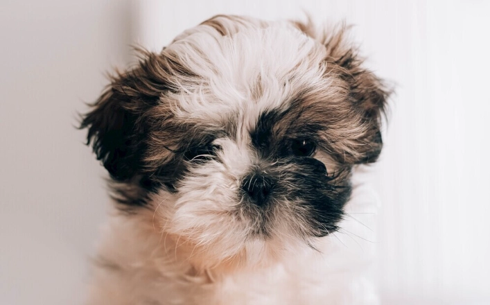 西施犬飼養 西施犬飼養
