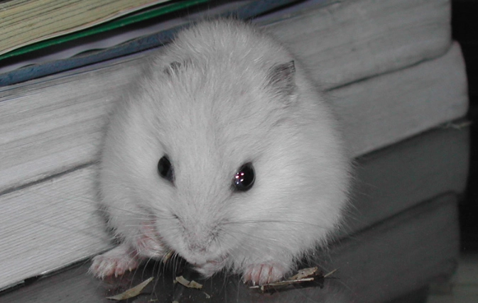 銀狐鼠飼養 銀狐鼠飼養