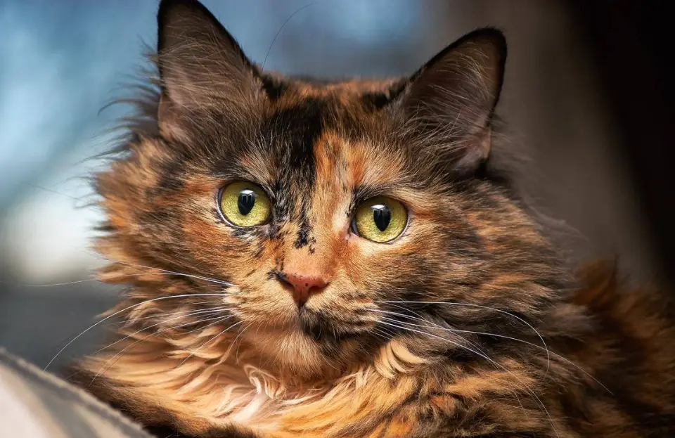 長毛玳瑁貓性格 長毛玳瑁貓性格