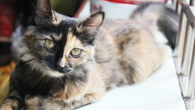 長毛玳瑁貓護理 長毛玳瑁貓護理