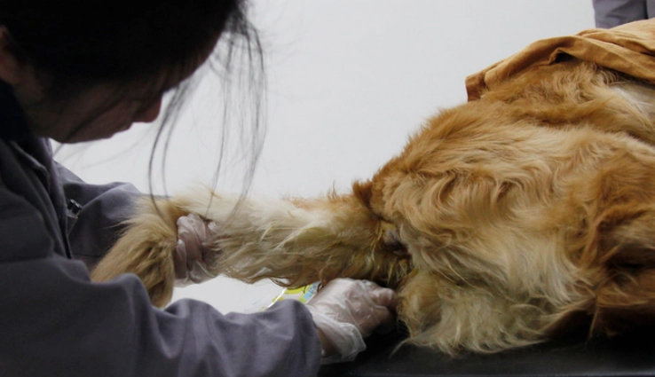 寵物禮儀師資格