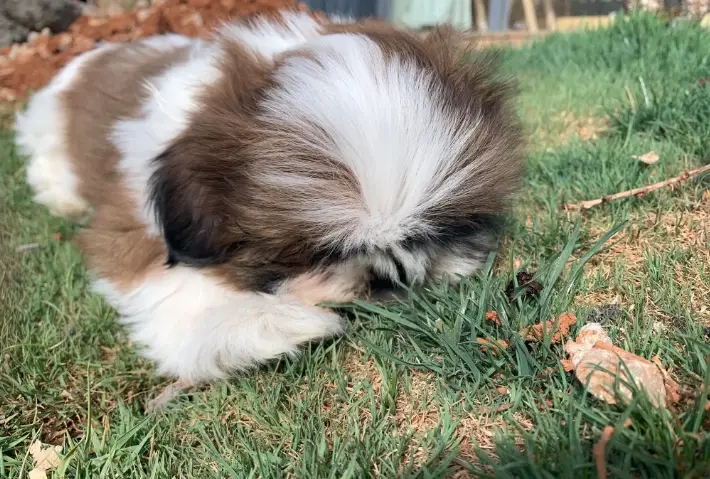 西施犬美容 西施犬美容
