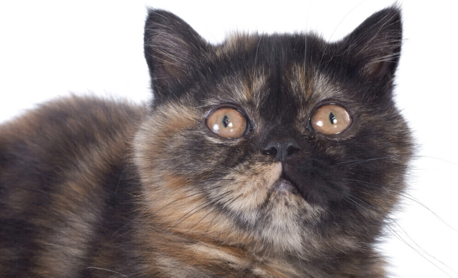 長毛玳瑁貓護理 長毛玳瑁貓護理