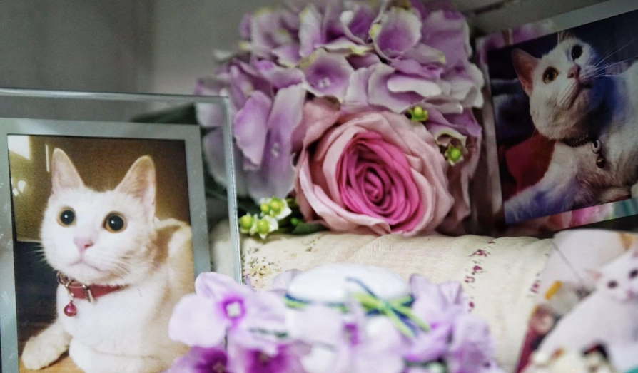 寵物禮儀師證照