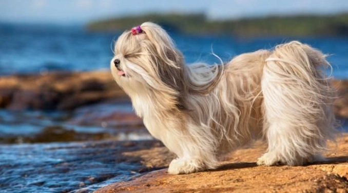 西施犬台灣飼養全攻略:從選購、美容到健康照護 西施犬台灣飼養全攻略:從選購、美容到健康照護