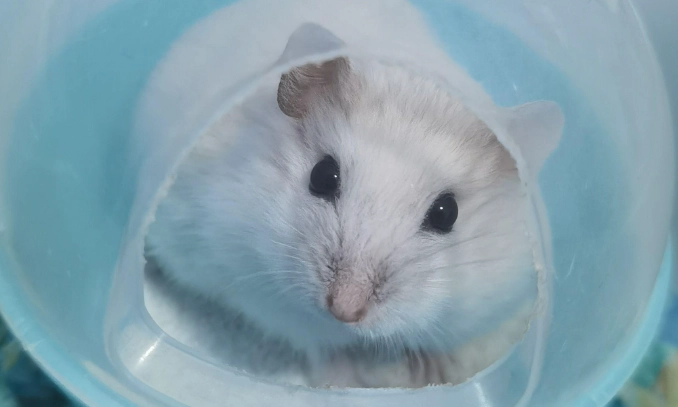 銀狐鼠照顧 銀狐鼠照顧