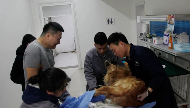 寵物禮儀師培訓