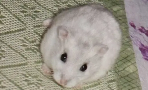 銀狐鼠照顧 銀狐鼠照顧