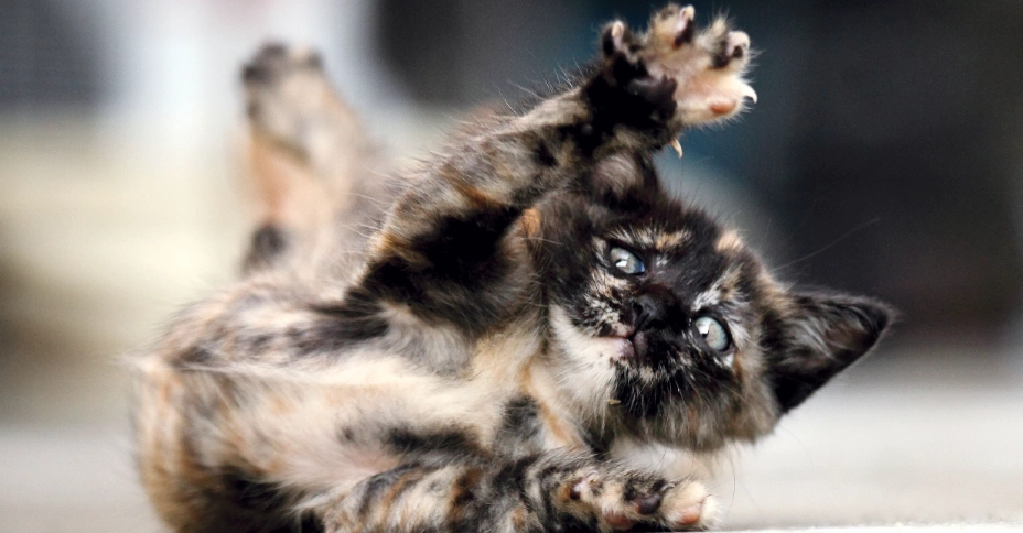 玳瑁貓品種 玳瑁貓品種