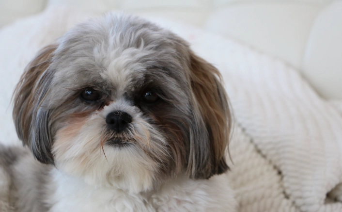西施犬美容 西施犬美容