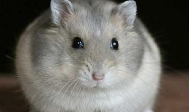 銀狐鼠飼養 銀狐鼠飼養