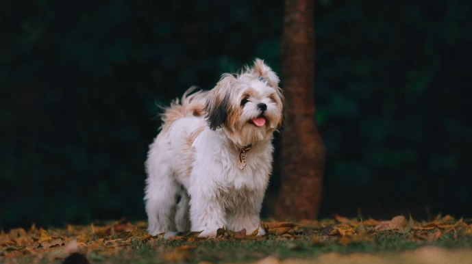 西施犬美容 西施犬美容