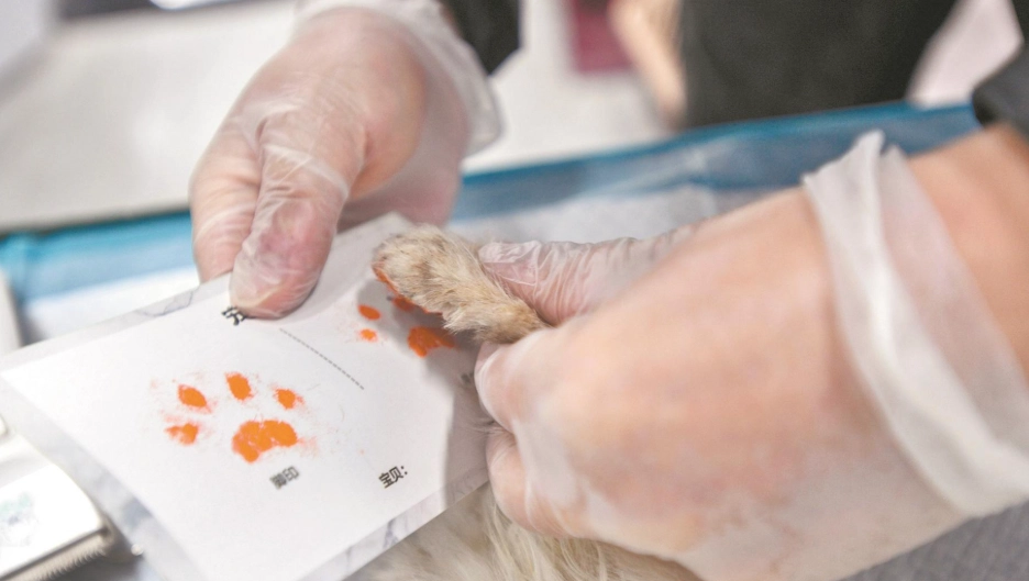 台中寵物禮儀師培訓 台中寵物禮儀師培訓