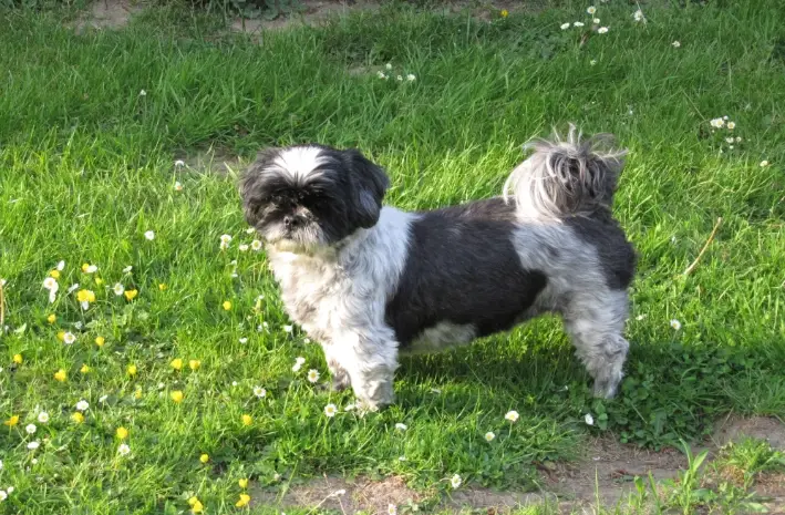 西施犬飼養 西施犬飼養