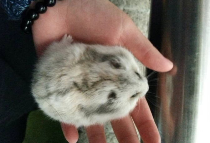 銀狐鼠飼養 銀狐鼠飼養