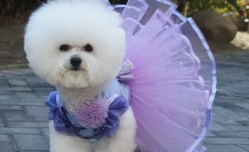 比熊犬標準體重 比熊犬標準體重