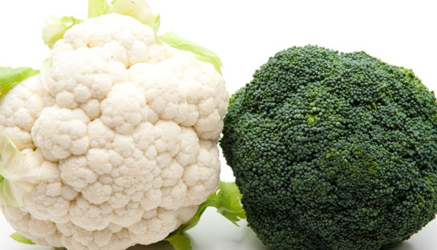 比熊犬飲食 比熊犬飲食