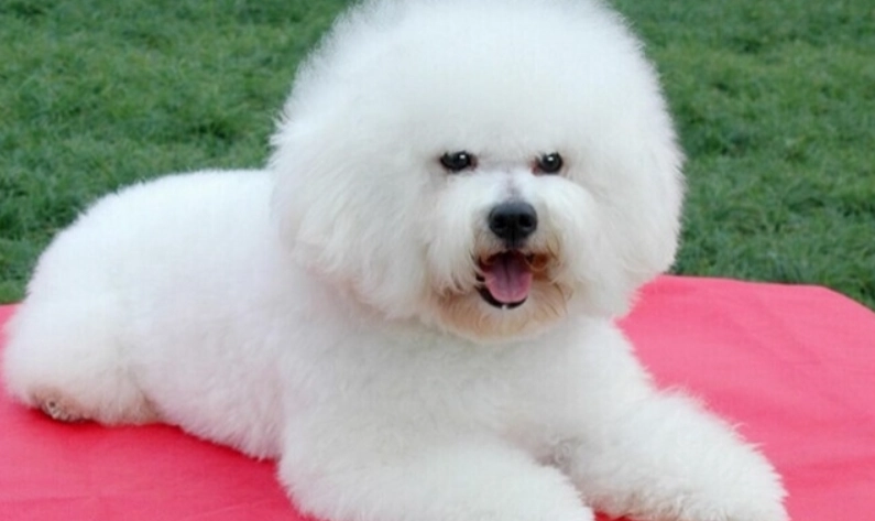 比熊犬分離焦慮