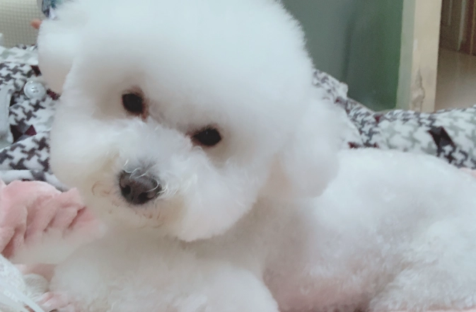 比熊犬過重 比熊犬過重