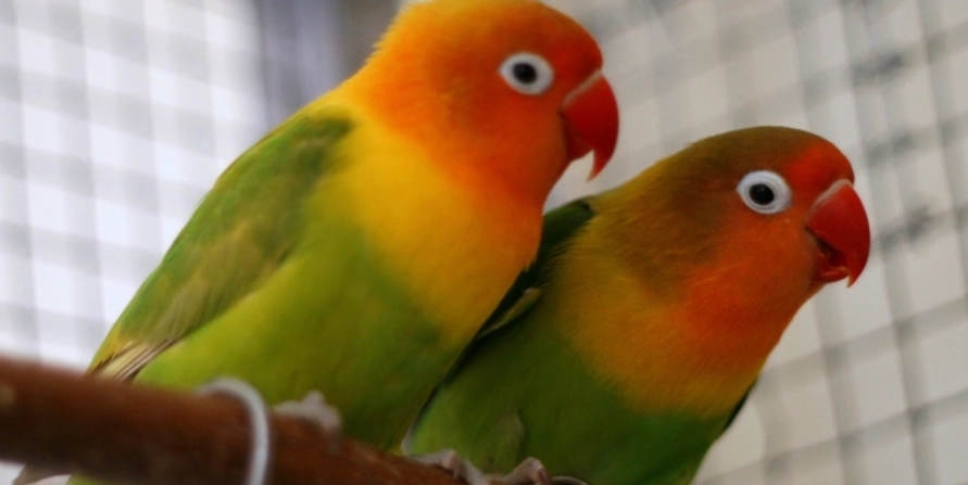 牡丹鸚鵡晚上叫