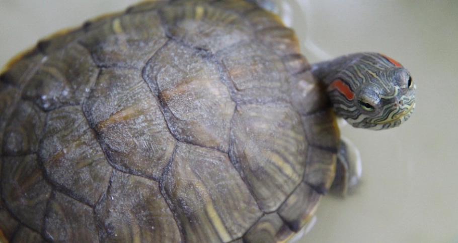 寵物龜健康照護